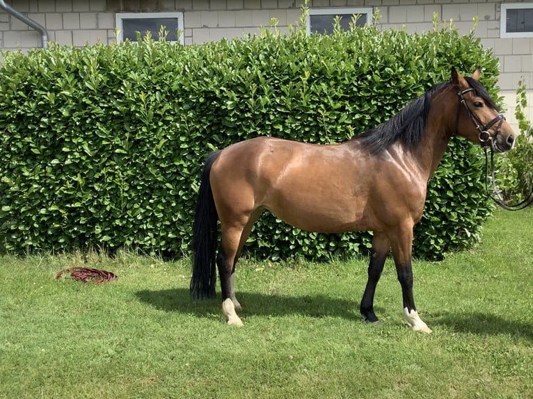 Edelbluthaflinger Mix Merrie 6 Jaar 150 cm Donkerbruin in Lienen