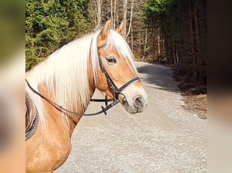 Edelbluthaflinger Merrie 6 Jaar 150 cm Lichtbruin in Bidingen