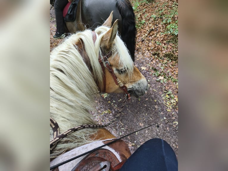 Edelbluthaflinger Merrie 6 Jaar 150 cm Vos in Walkenried /Wiedigshof