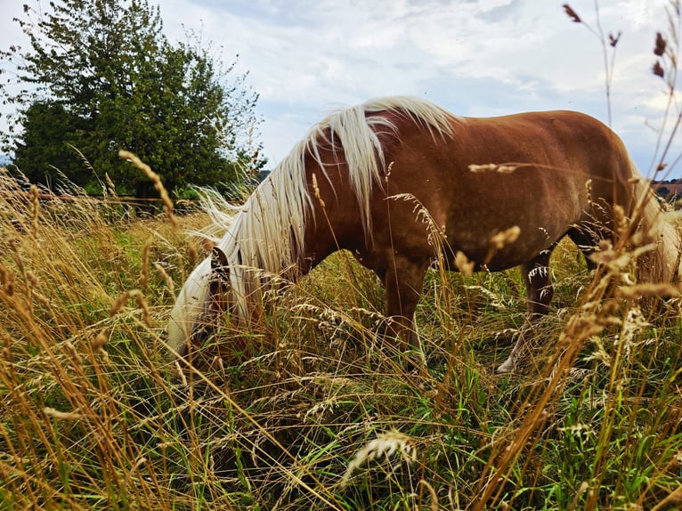 Edelbluthaflinger Merrie 6 Jaar 150 cm Vos in Walkenried /Wiedigshof