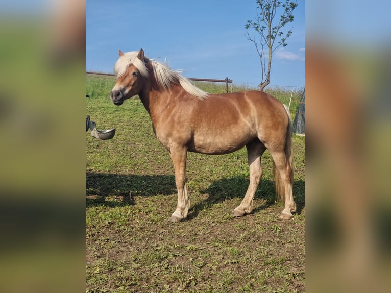Edelbluthaflinger Merrie 6 Jaar 150 cm Vos in Walkenried /Wiedigshof