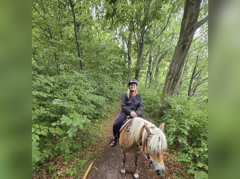Edelbluthaflinger Merrie 6 Jaar 150 cm Vos in Walkenried /Wiedigshof