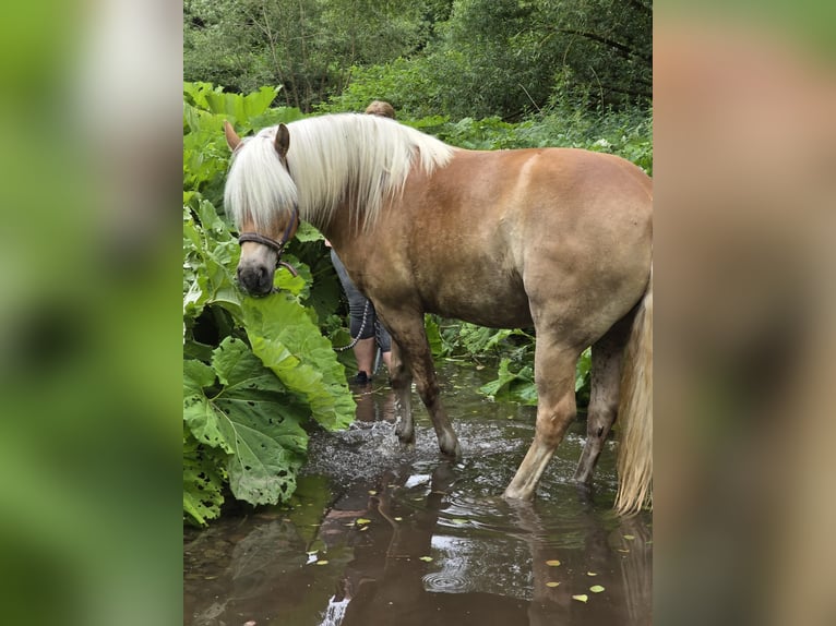 Edelbluthaflinger Merrie 6 Jaar 150 cm Vos in Walkenried /Wiedigshof