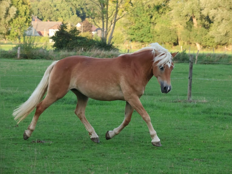 Edelbluthaflinger Merrie 7 Jaar 146 cm Vos in Hamm