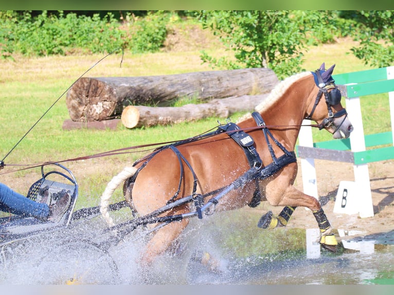 Edelbluthaflinger Merrie 7 Jaar 148 cm Vos in Bayreuth