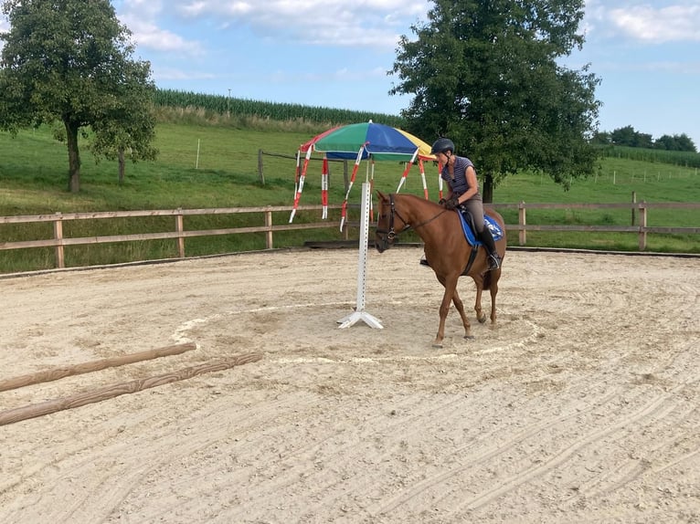 Edelbluthaflinger Merrie 7 Jaar 148 cm Vos in Dassel