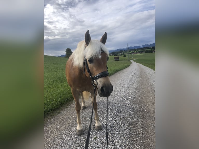 Edelbluthaflinger Merrie 7 Jaar 150 cm in Rottenbuch