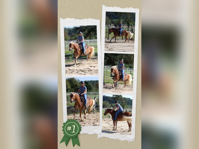 Edelbluthaflinger Merrie 7 Jaar 150 cm Vos in Heemsen