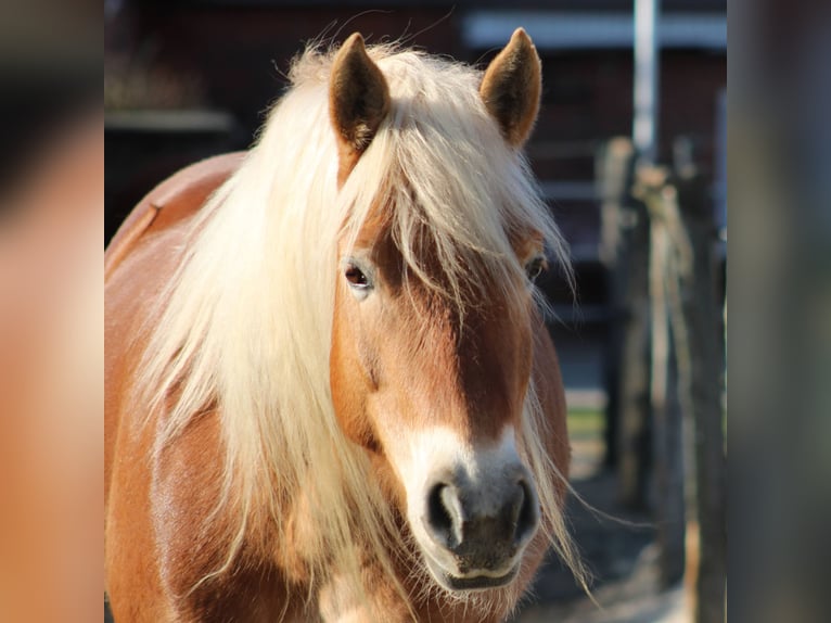Edelbluthaflinger Merrie 7 Jaar 150 cm Vos in Heemsen