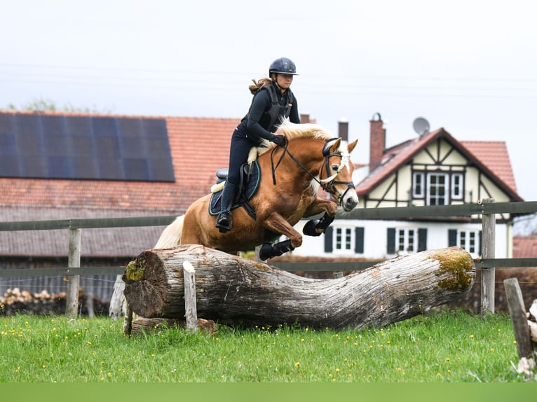 Edelbluthaflinger Merrie 7 Jaar  in Gauting