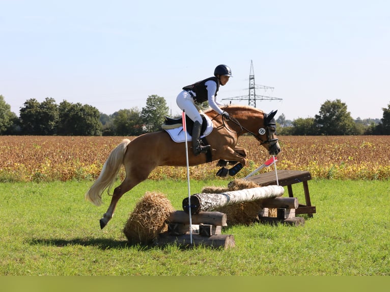 Edelbluthaflinger Merrie 7 Jaar  in Gauting