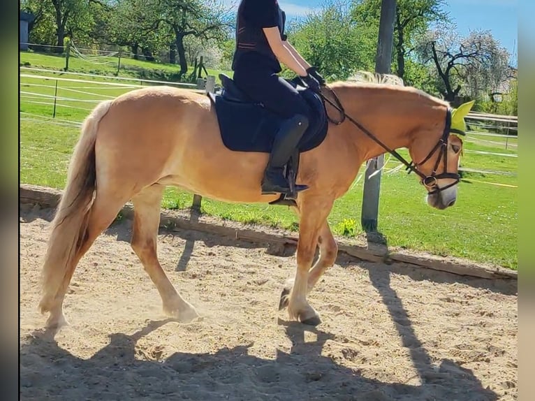 Edelbluthaflinger Merrie 8 Jaar 145 cm in Brunnen