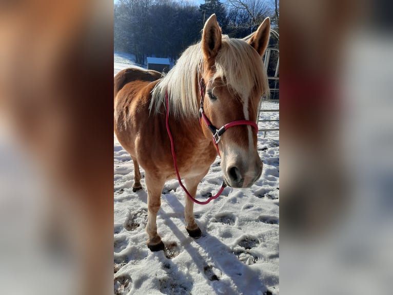 Edelbluthaflinger Merrie 8 Jaar 146 cm Palomino in Mespelbrunn