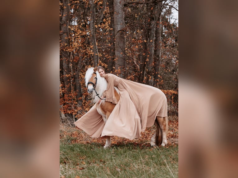 Edelbluthaflinger Merrie 8 Jaar 147 cm in Waidhofen
