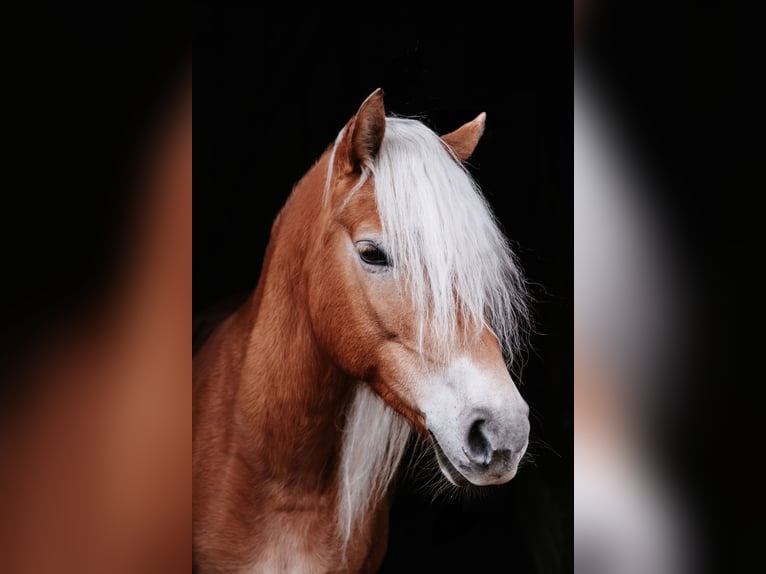 Edelbluthaflinger Merrie 8 Jaar 147 cm in Waidhofen
