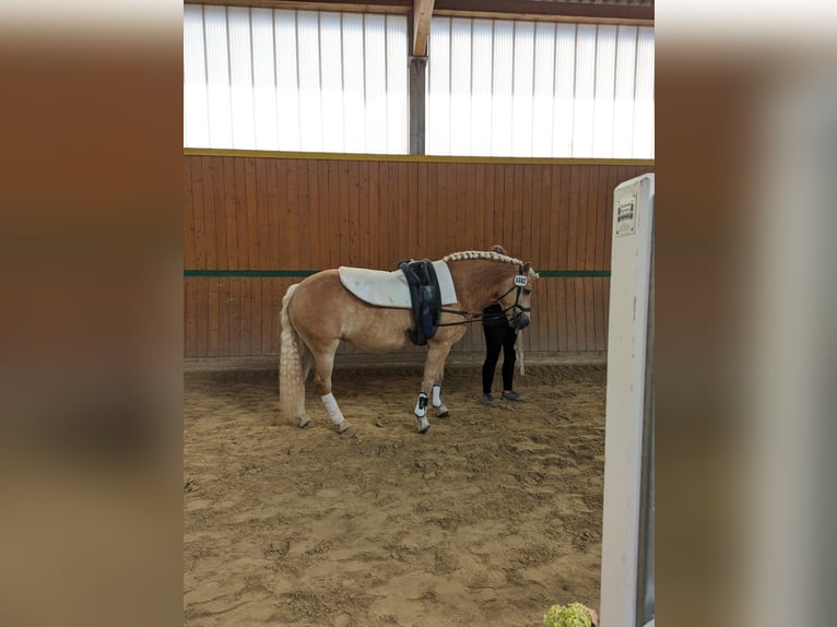 Edelbluthaflinger Merrie 8 Jaar 152 cm Vos in Harsewinkel