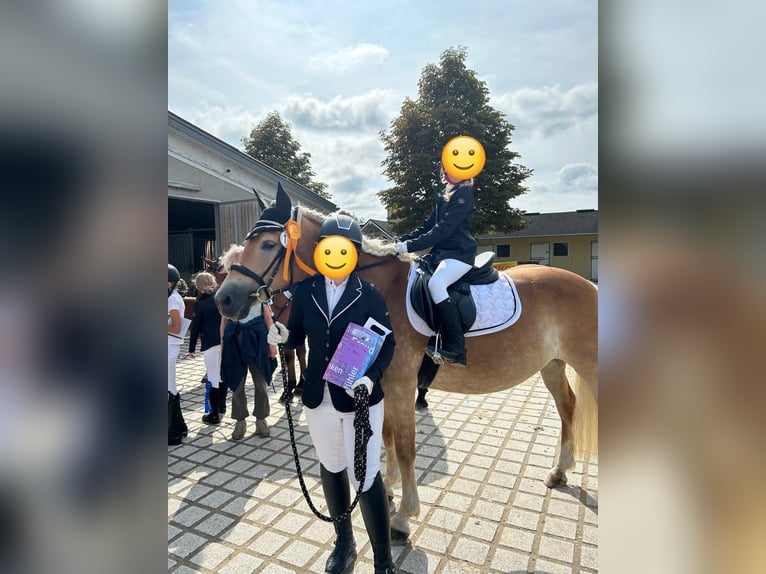 Edelbluthaflinger Merrie 8 Jaar 153 cm  in Karlsruhe