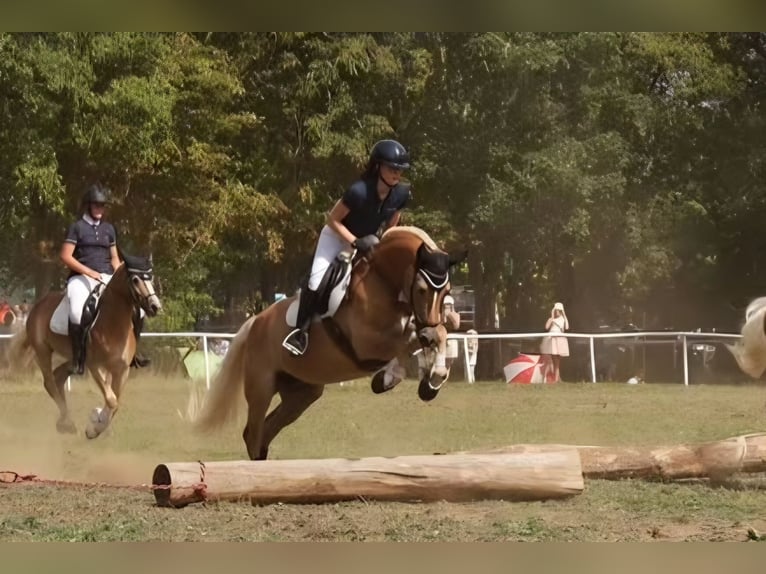 Edelbluthaflinger Merrie 8 Jaar 153 cm Vos in St.Gangloff