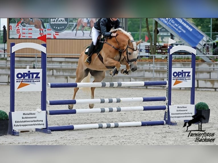 Edelbluthaflinger Merrie 8 Jaar 153 cm Vos in St.Gangloff