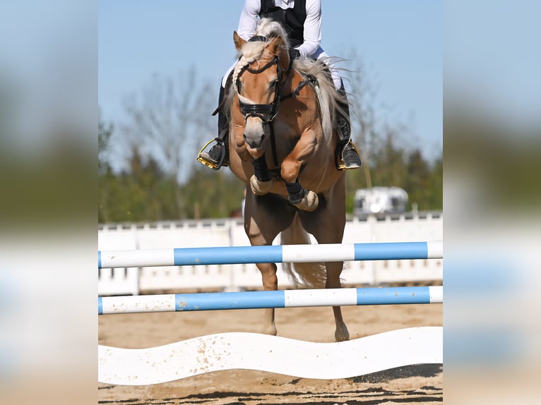 Edelbluthaflinger Merrie 8 Jaar 153 cm Vos in St.Gangloff