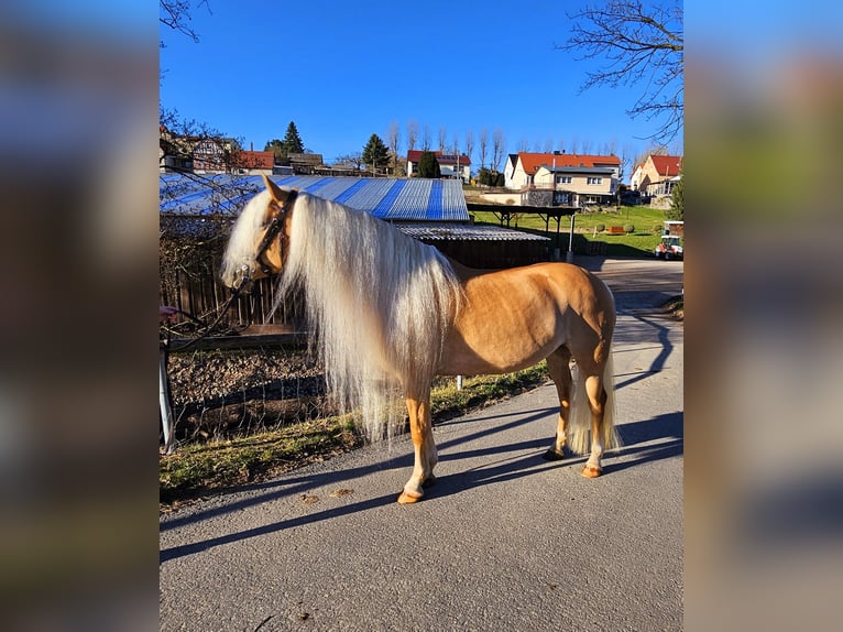 Edelbluthaflinger Merrie 8 Jaar 153 cm Vos in St.Gangloff