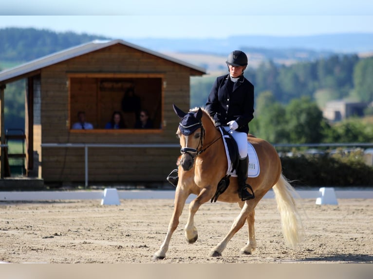Edelbluthaflinger Merrie 9 Jaar 145 cm Vos in Grumbach