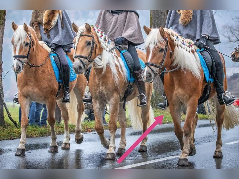 Edelbluthaflinger Merrie 9 Jaar 148 cm Roodvos in Bayrischzell
