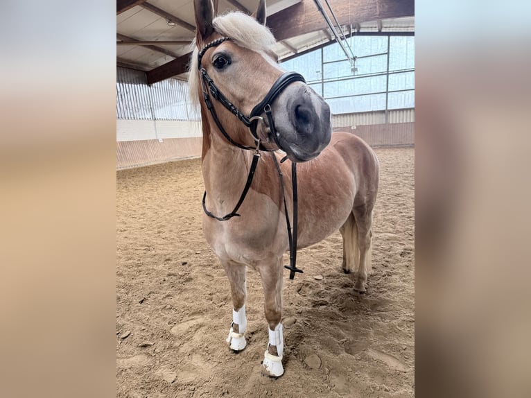 Edelbluthaflinger Merrie 9 Jaar 150 cm Vos in Dülmen