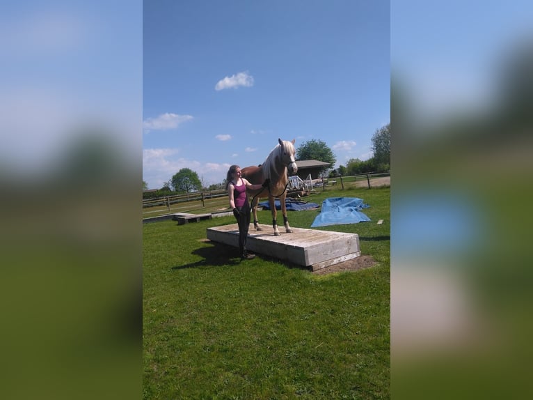 Edelbluthaflinger Merrie 9 Jaar 152 cm Vos in Stade