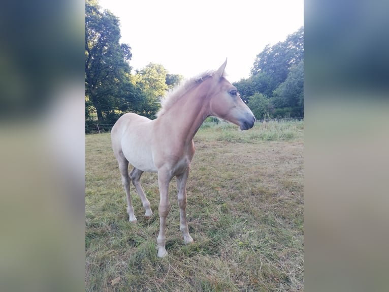 Edelbluthaflinger Merrie Veulen (04/2025) 147 cm in Biebergem&#xFC;nd