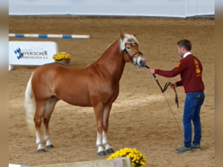 Edelbluthaflinger Ogier 2 lat 146 cm Ciemnokasztanowata in Diepholz