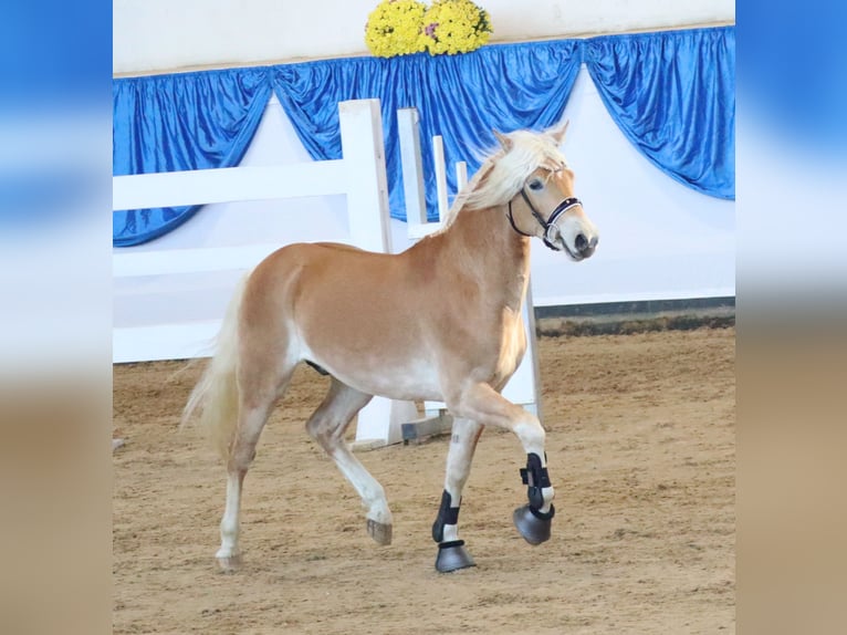 Edelbluthaflinger Ogier 2 lat 151 cm Kasztanowata in Ebermannsdorf