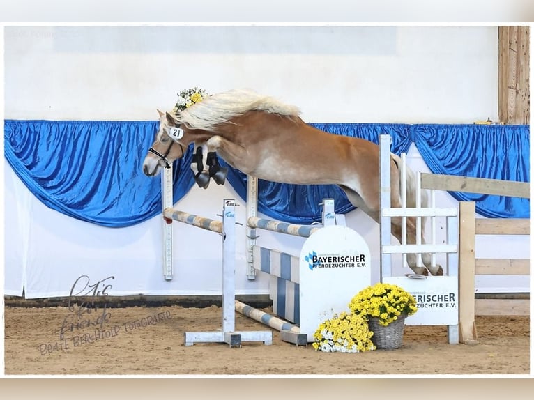 Edelbluthaflinger Ogier 2 lat 151 cm Kasztanowata in Ebermannsdorf