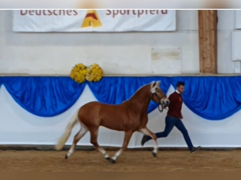 Edelbluthaflinger Ogier 3 lat 146 cm Ciemnokasztanowata in Diepholz