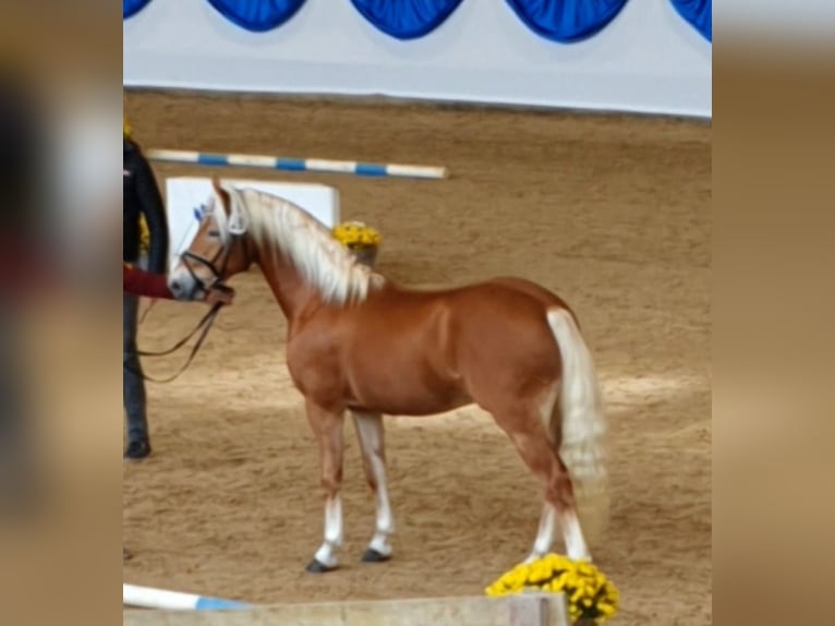 Edelbluthaflinger Ogier 3 lat 146 cm Ciemnokasztanowata in Diepholz