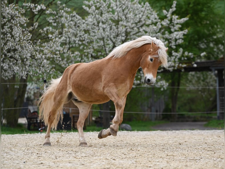 Edelbluthaflinger Ruin 10 Jaar 150 cm Vos in Langenorla