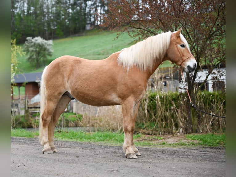 Edelbluthaflinger Ruin 10 Jaar 150 cm Vos in Langenorla