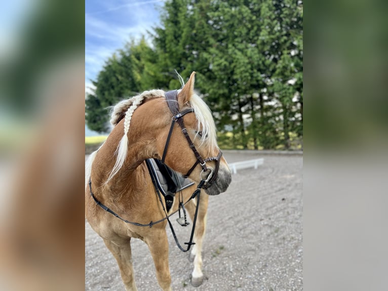 Edelbluthaflinger Ruin 10 Jaar 154 cm Vos in Roßhaupten