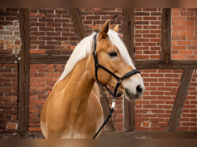 Edelbluthaflinger Ruin 11 Jaar 152 cm Palomino in Berlin