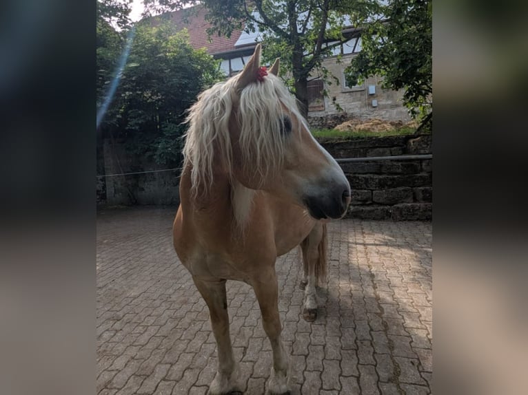 Edelbluthaflinger Ruin 12 Jaar 142 cm Vos in Künzelsau