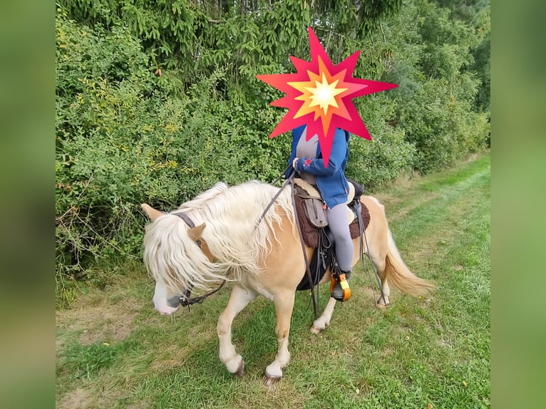 Edelbluthaflinger Ruin 12 Jaar 142 cm Vos in Künzelsau