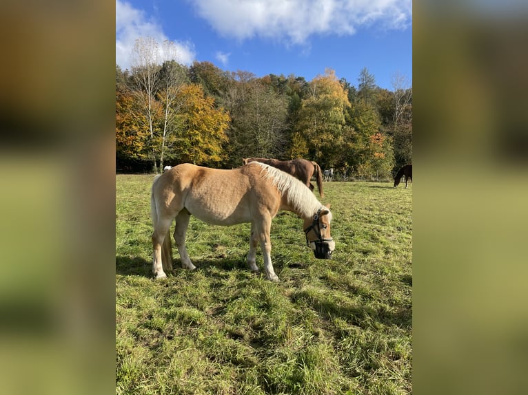 Edelbluthaflinger Ruin 14 Jaar 150 cm Vos in Fischbachtal