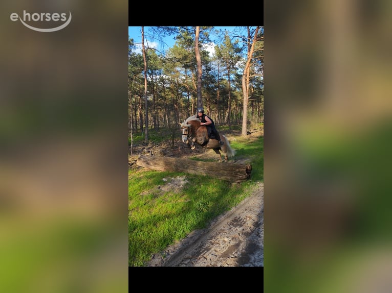 Edelbluthaflinger Ruin 15 Jaar 152 cm Vos in Recklinghausen