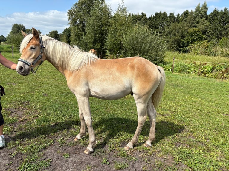 Edelbluthaflinger Ruin 1 Jaar 135 cm Vos in Surwold
