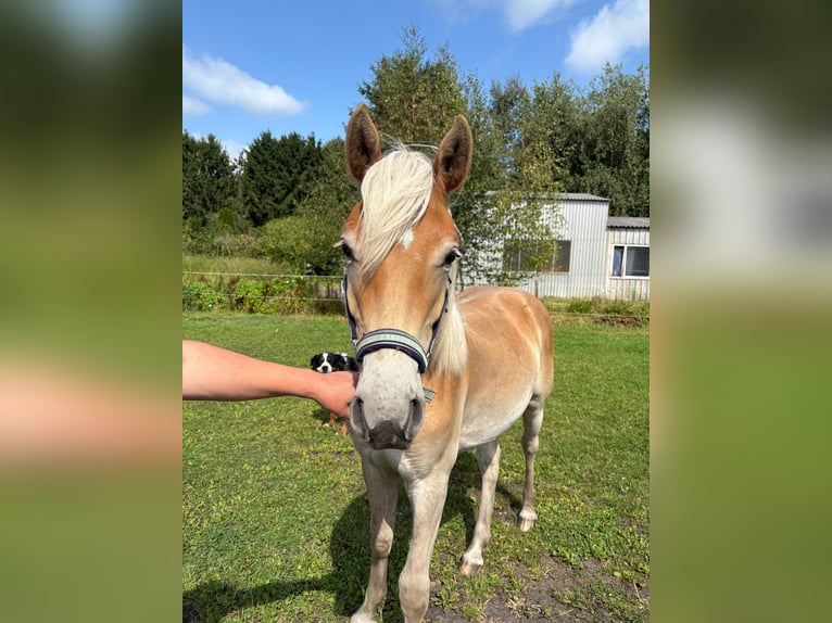 Edelbluthaflinger Ruin 1 Jaar 135 cm Vos in Surwold