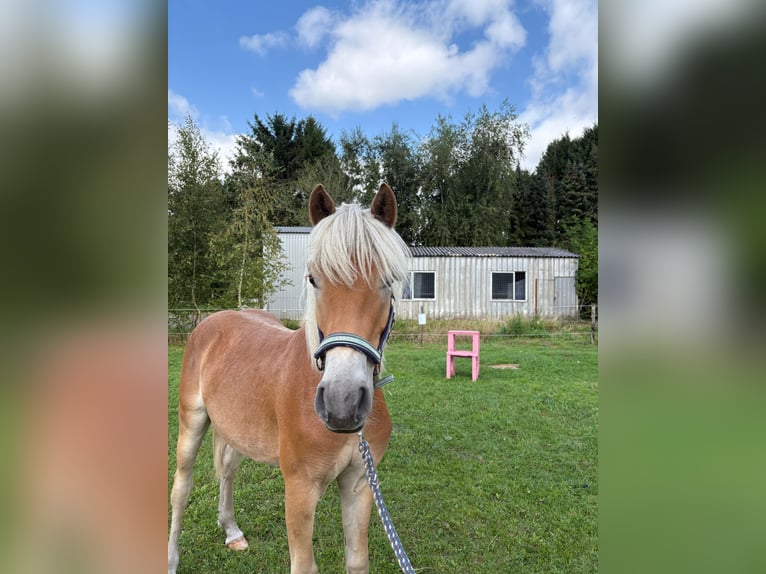 Edelbluthaflinger Ruin 1 Jaar 143 cm Vos in Surwold