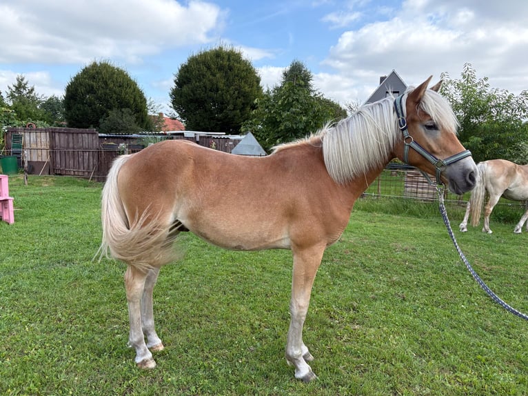 Edelbluthaflinger Ruin 1 Jaar 143 cm Vos in Surwold