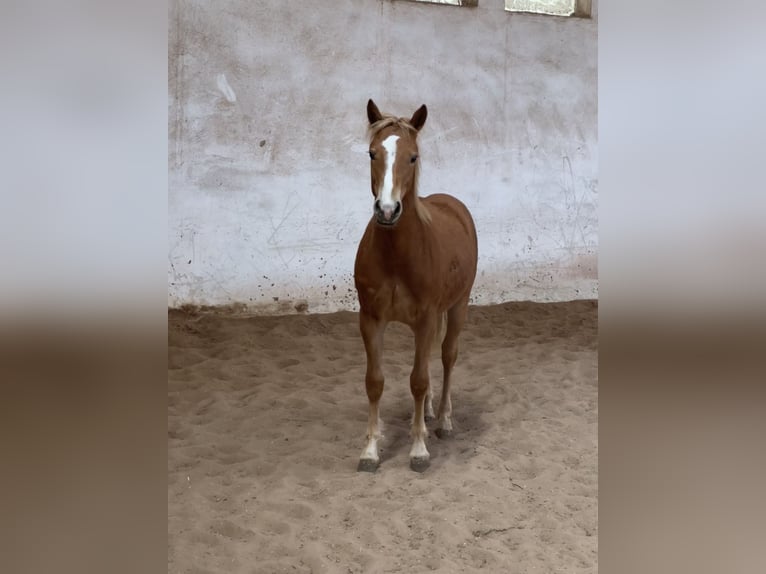 Edelbluthaflinger Ruin 1 Jaar 148 cm Palomino in Scheßlitz