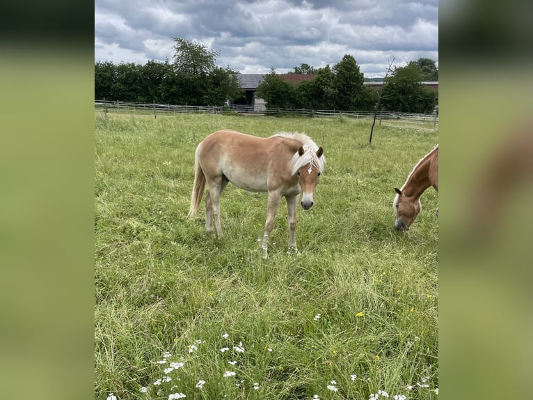 Edelbluthaflinger Ruin 1 Jaar 148 cm Palomino in Scheßlitz