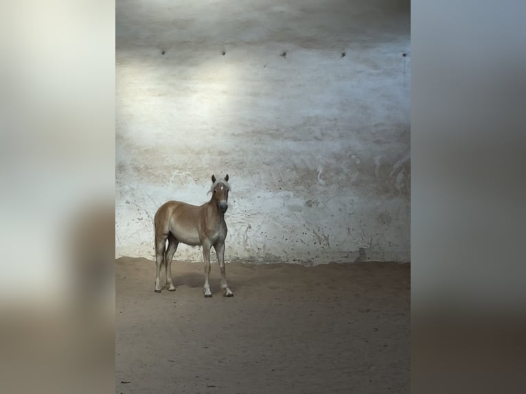 Edelbluthaflinger Ruin 1 Jaar 148 cm Palomino in Scheßlitz